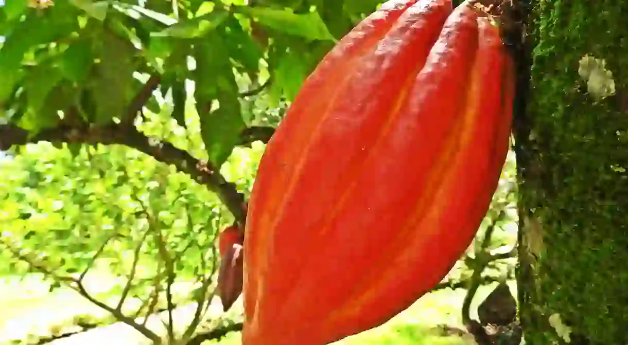 Colombian cacao