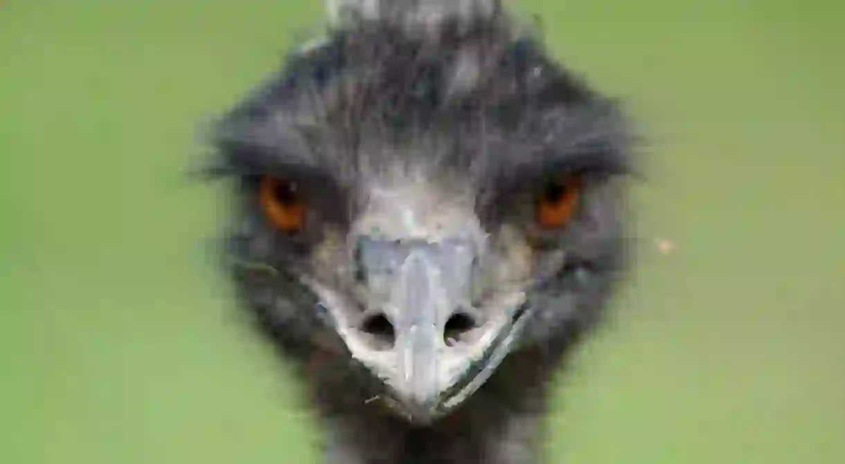 Emu portrait