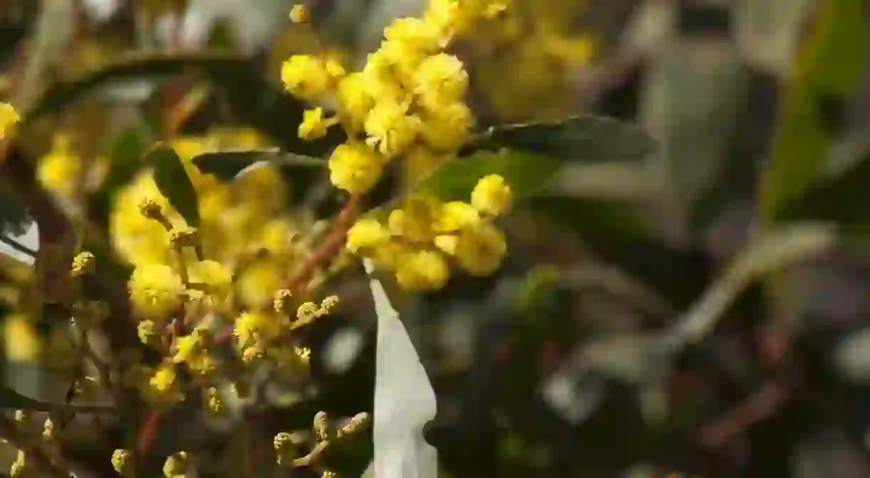 Golden wattle