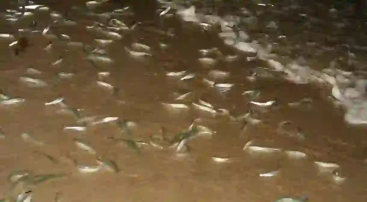 Fish flop onto the beach during the Grunion Run