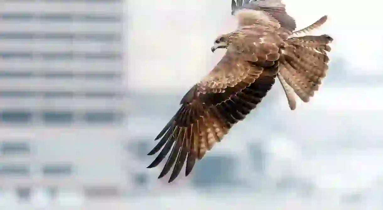 Hong Kong Birds of Prey Black Kites