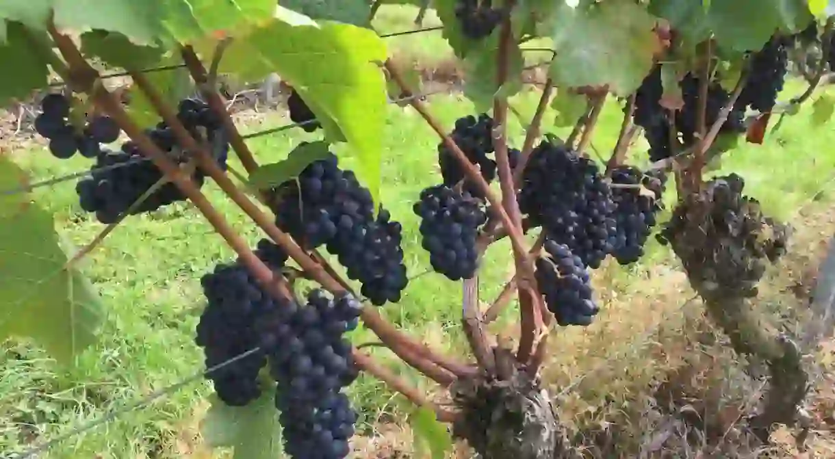 Wine grapes from the Lake Constance region