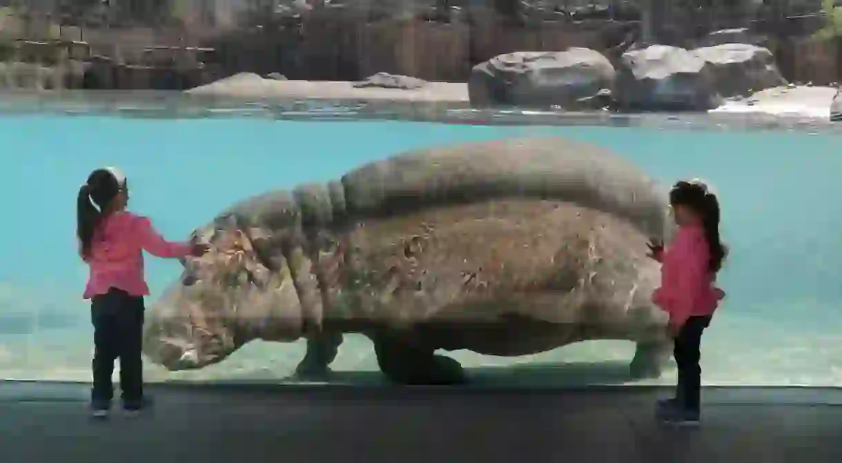 Children are delighted by a hippo at the Dallas Zoo.