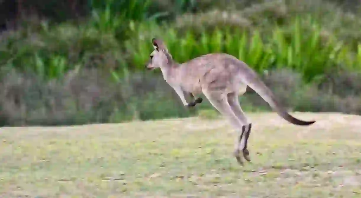 Kangaroo on Pebbly Beach