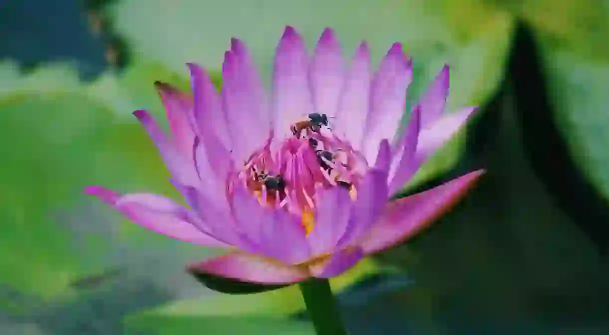 Lotus flower in Chiang Mai, Thailand