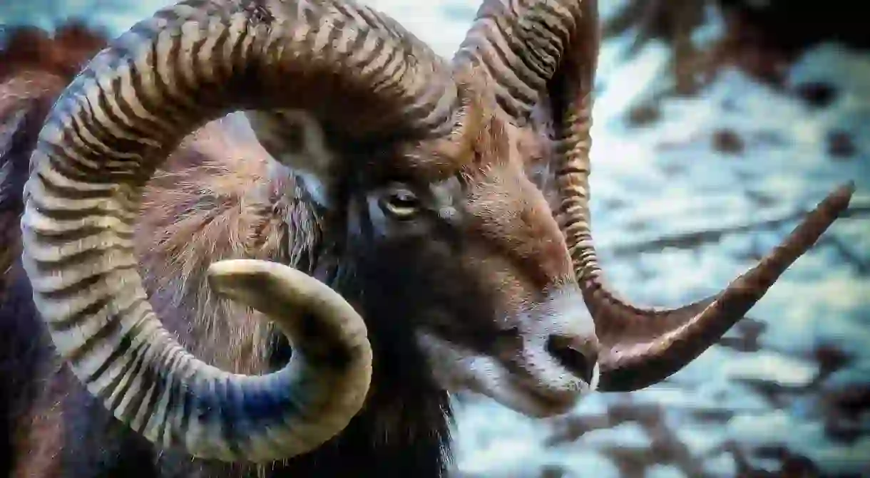 The mouflon is an endangered animal in Cyprus