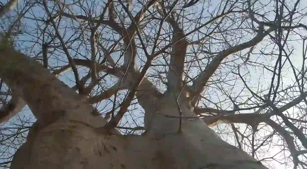 A baobab tree was believed to have eaten young maidens