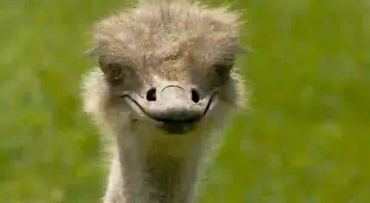 An innocent looking ostrich