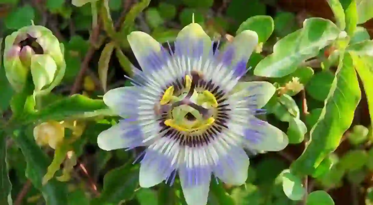 Passiflora