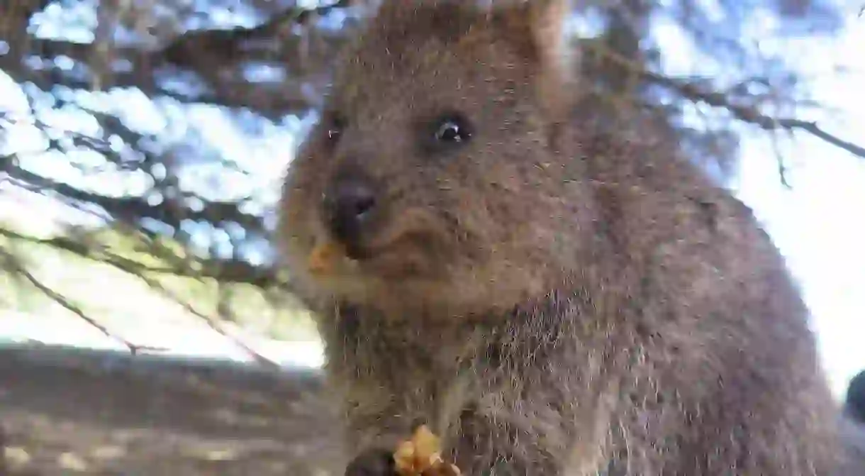 Quokka on Rottnest Island