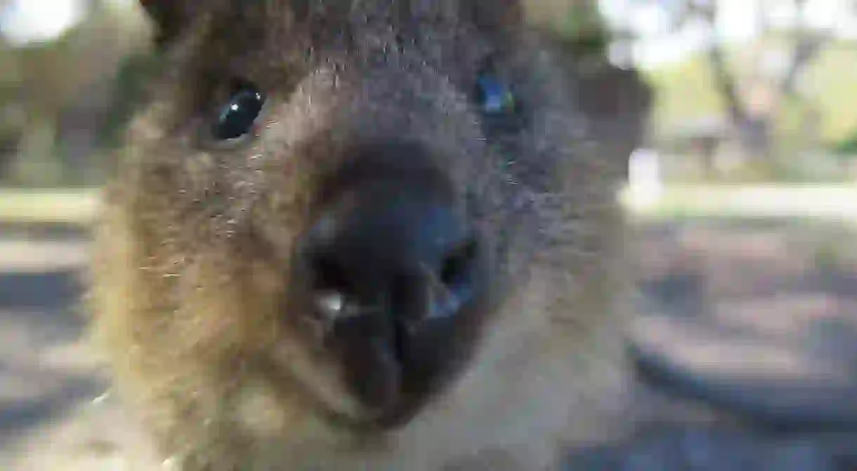 Quokka up close