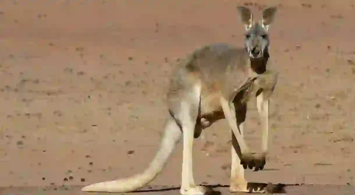 Red kangaroo