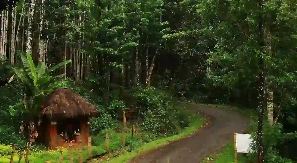 Agumbe is home to one of the few rainforests in India