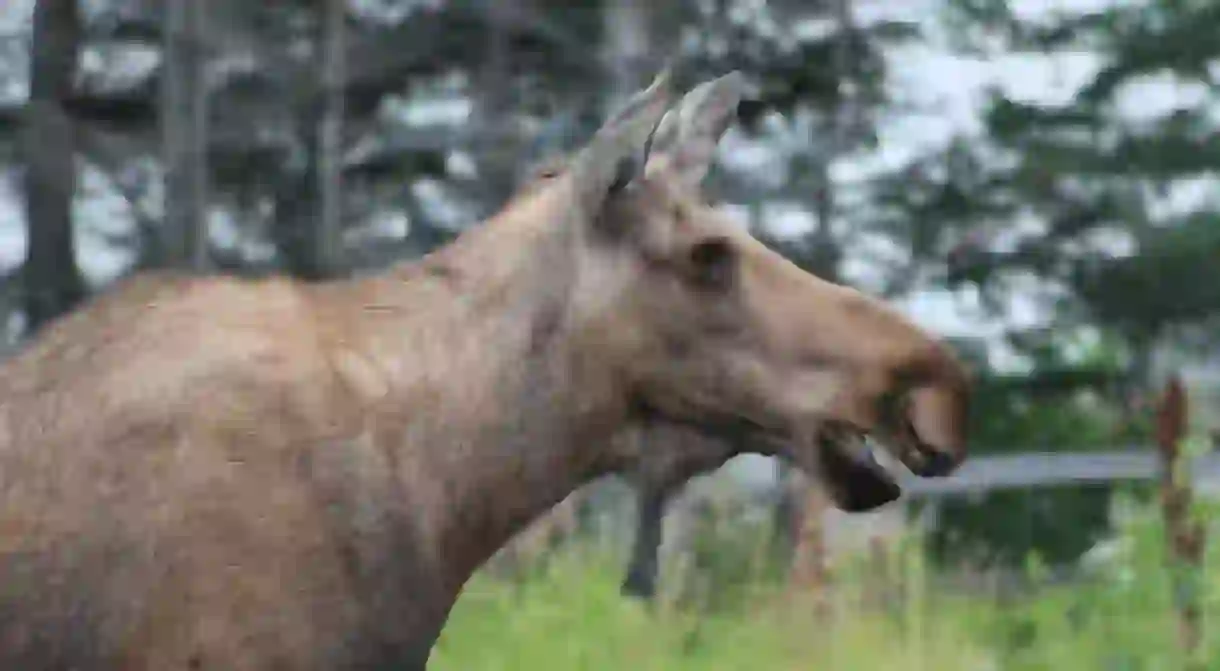 Alaskan moose