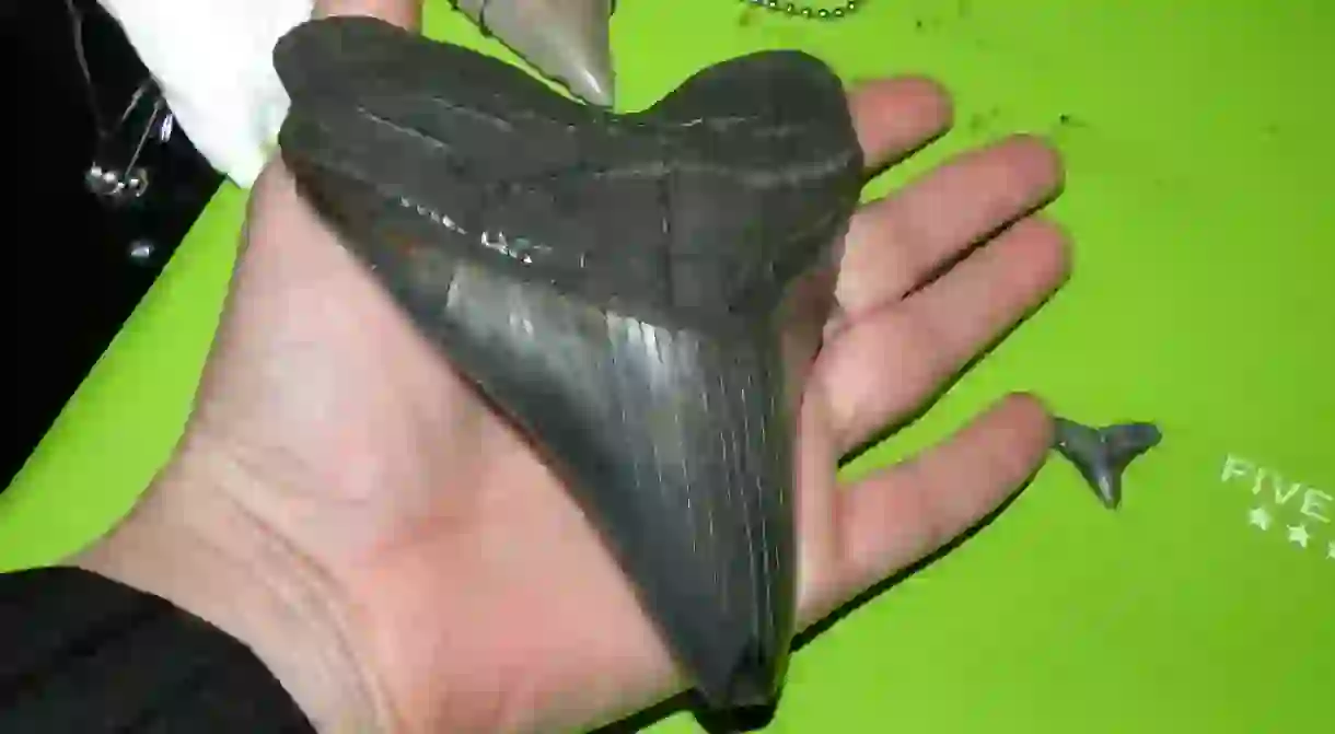 A shark tooth found along the Cliffs of KWB, Calvert Co. MD