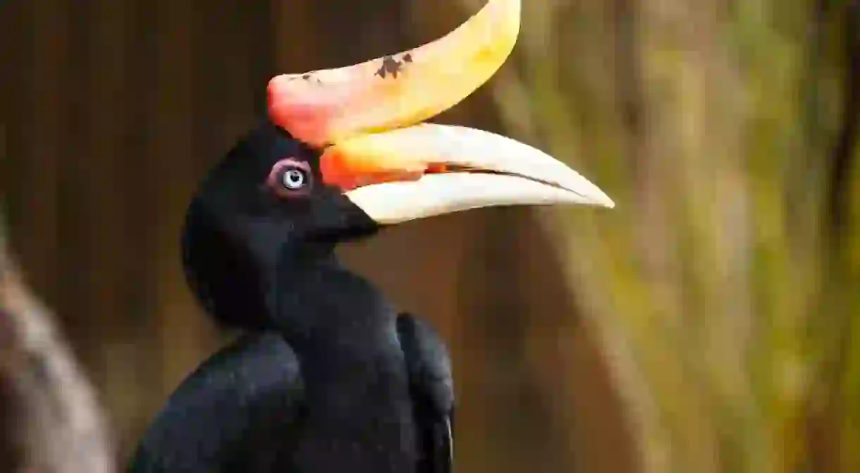 Rhinoceros hornbill