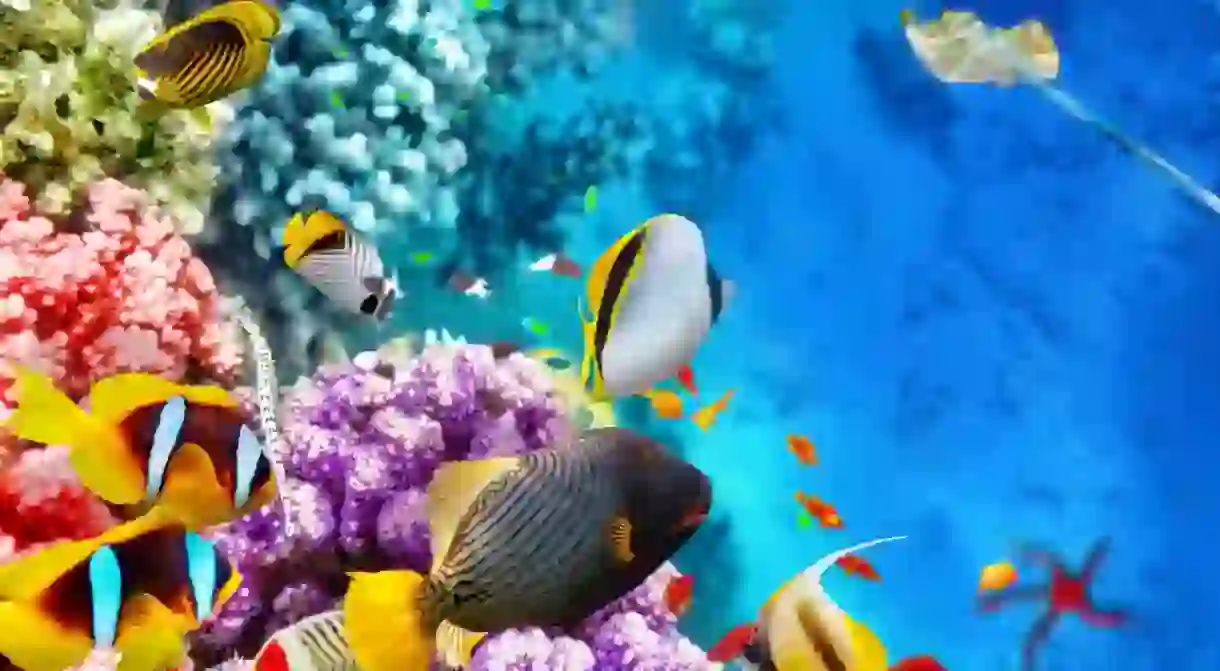 Corals and tropical fish