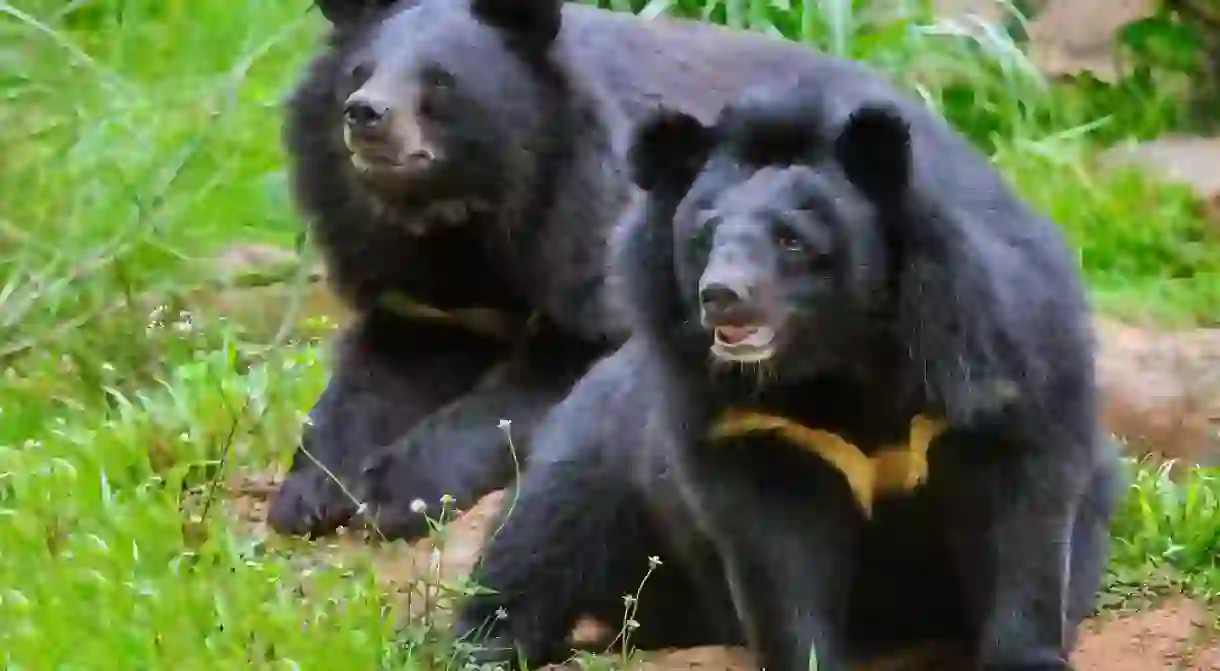 Asiatic Black bear, also known as the Moon Bear