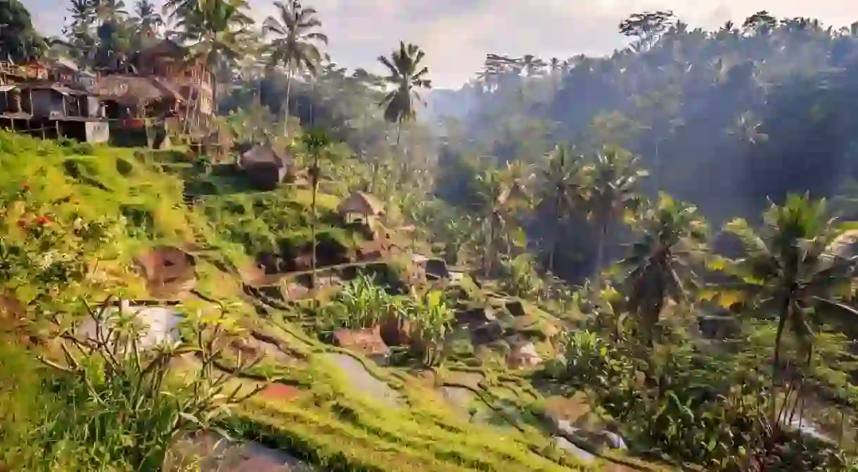 Rice terrace in Ubud, Bali, Indonesia