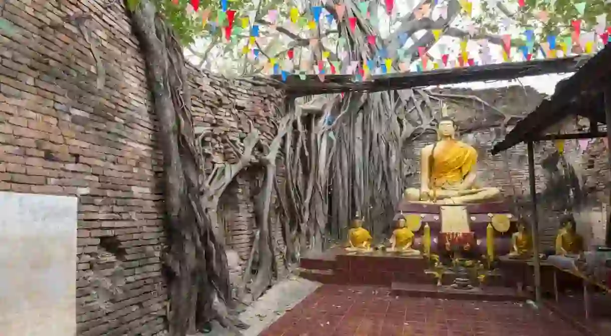 Trees growing around the brick walls of Wat Sai, Singburi