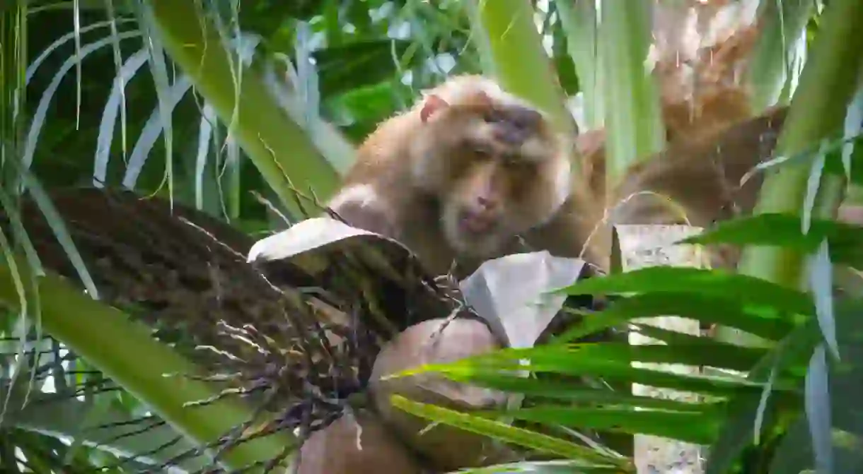 Monkeys harvest coconuts throughout southeast Asia