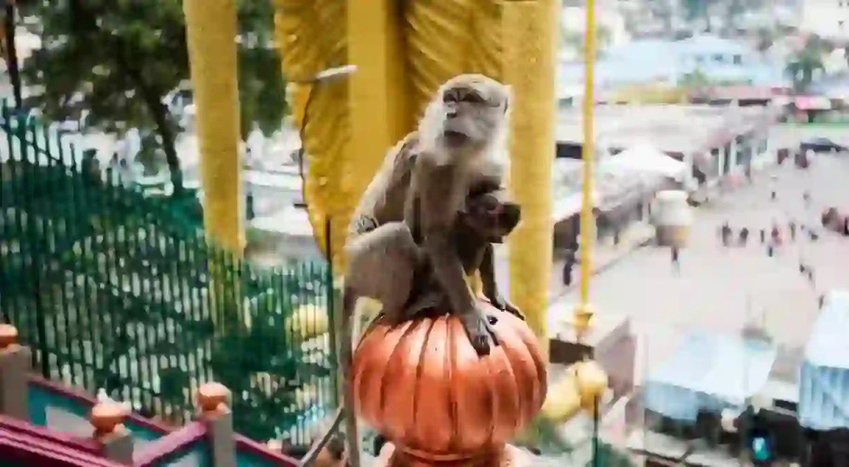 Macaque monkey in Batu Caves