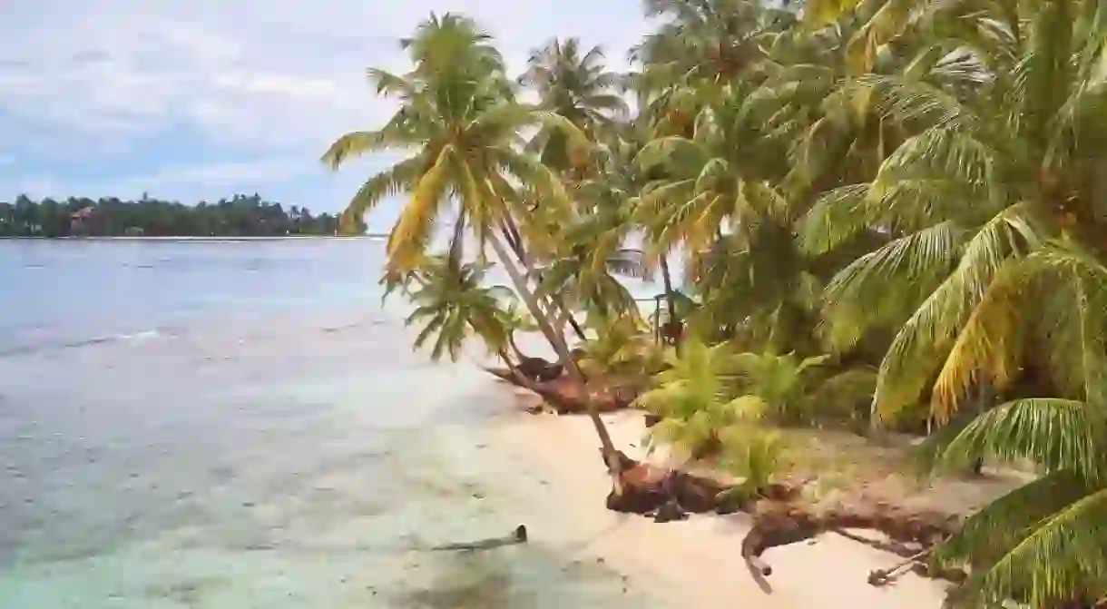 Palms on caribbean beach in Nicaragua