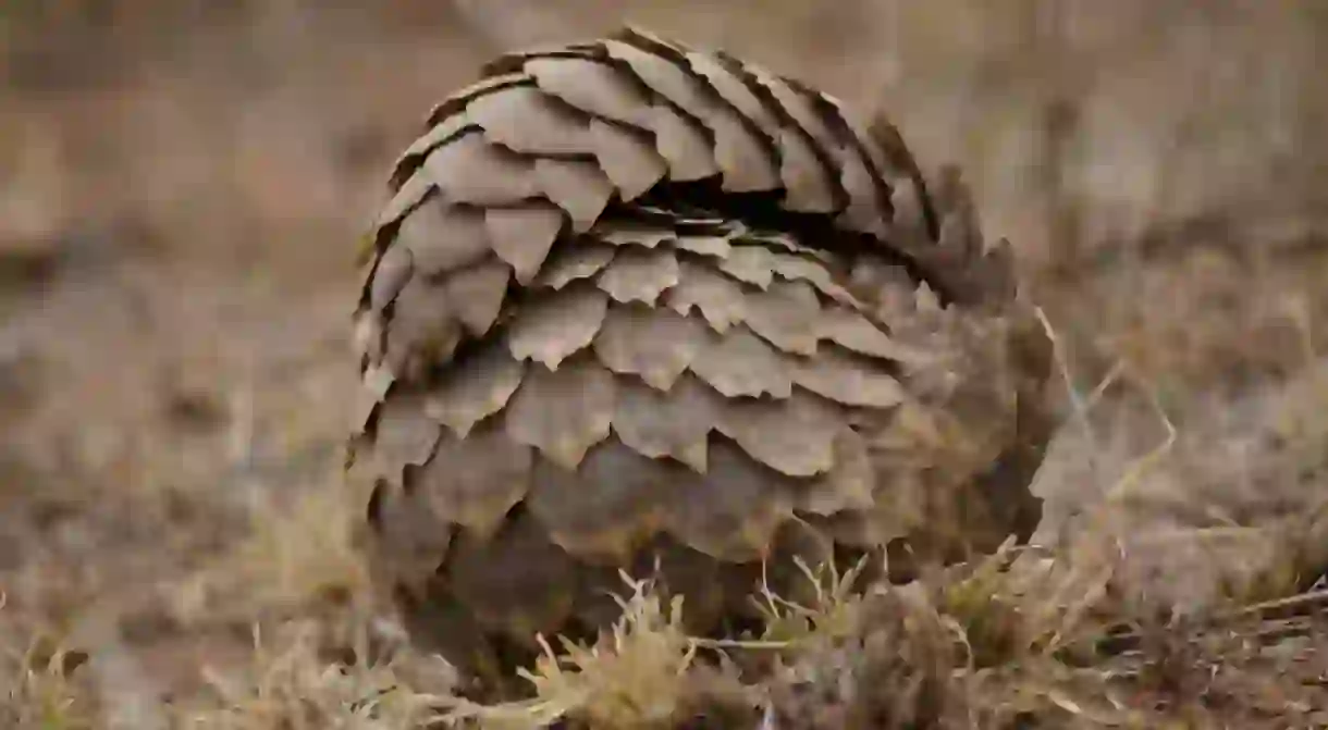 A rolled up pangolin