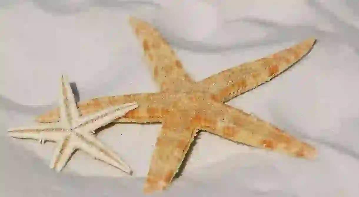 Starfish