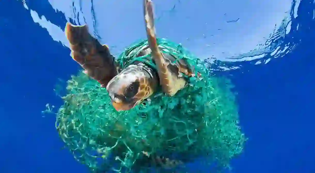 A sea turtle entangled in a ghost net