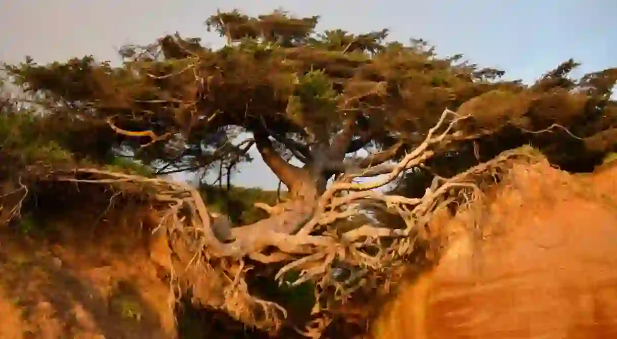 Kalaloch Tree of Life