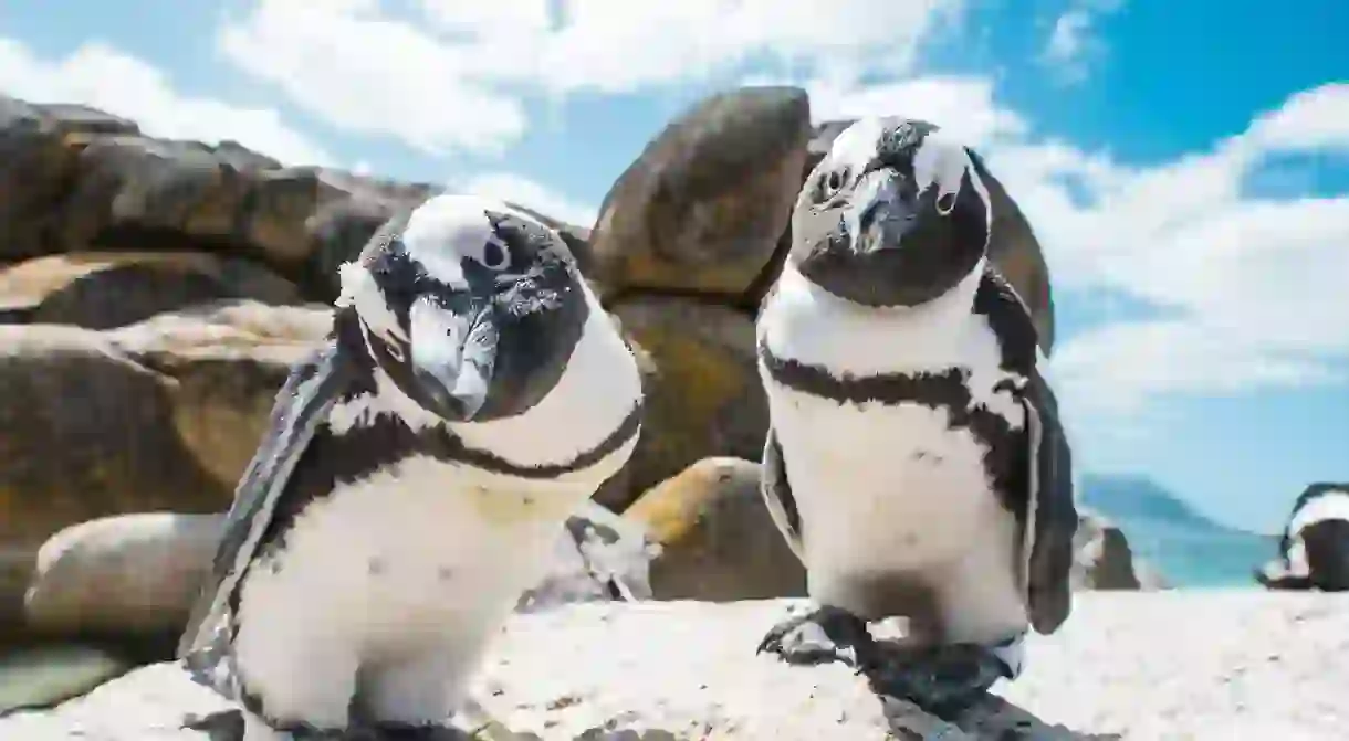 Penguins at Boulders Beach 