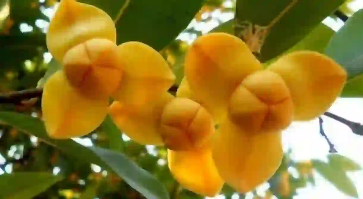 Rumduol is Cambodias national flower