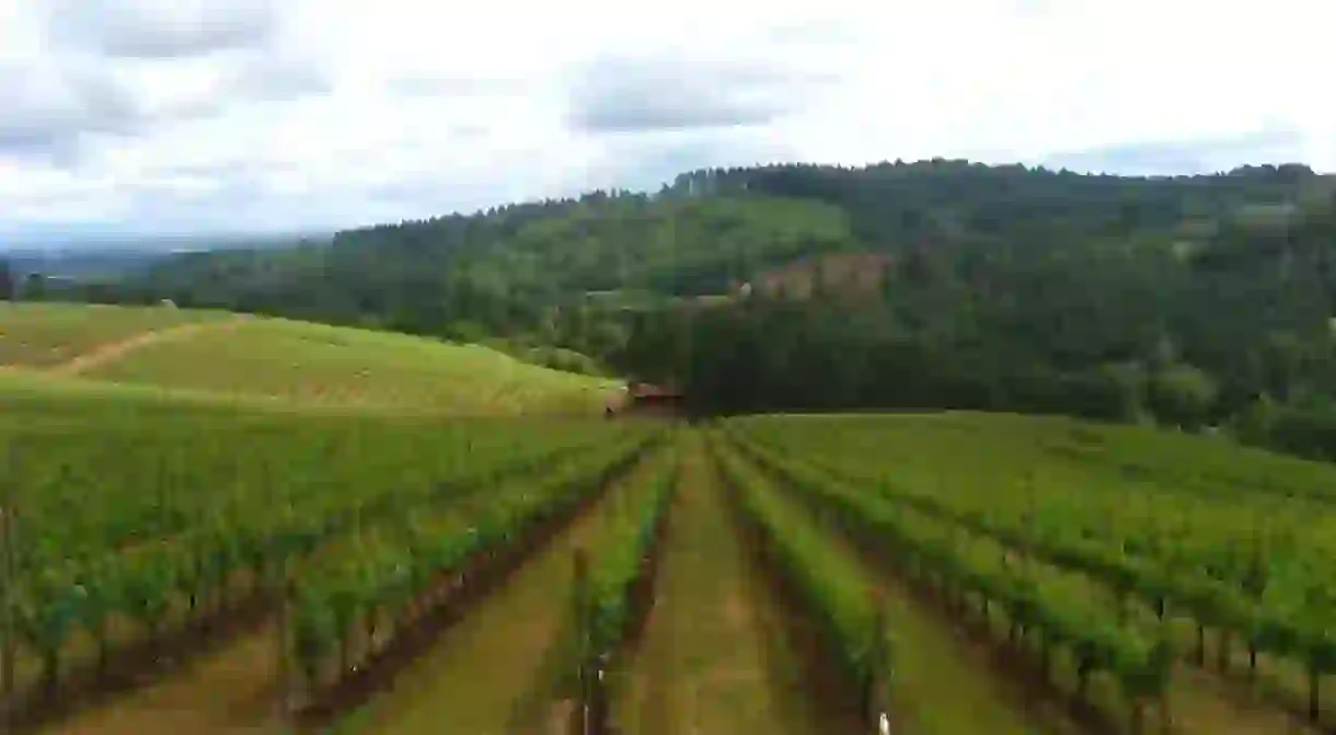 The Willamette Valley is the largest wine region in all of Oregon