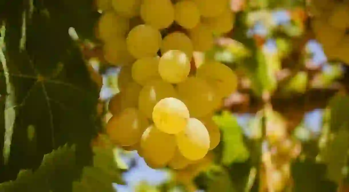 Wine grapes