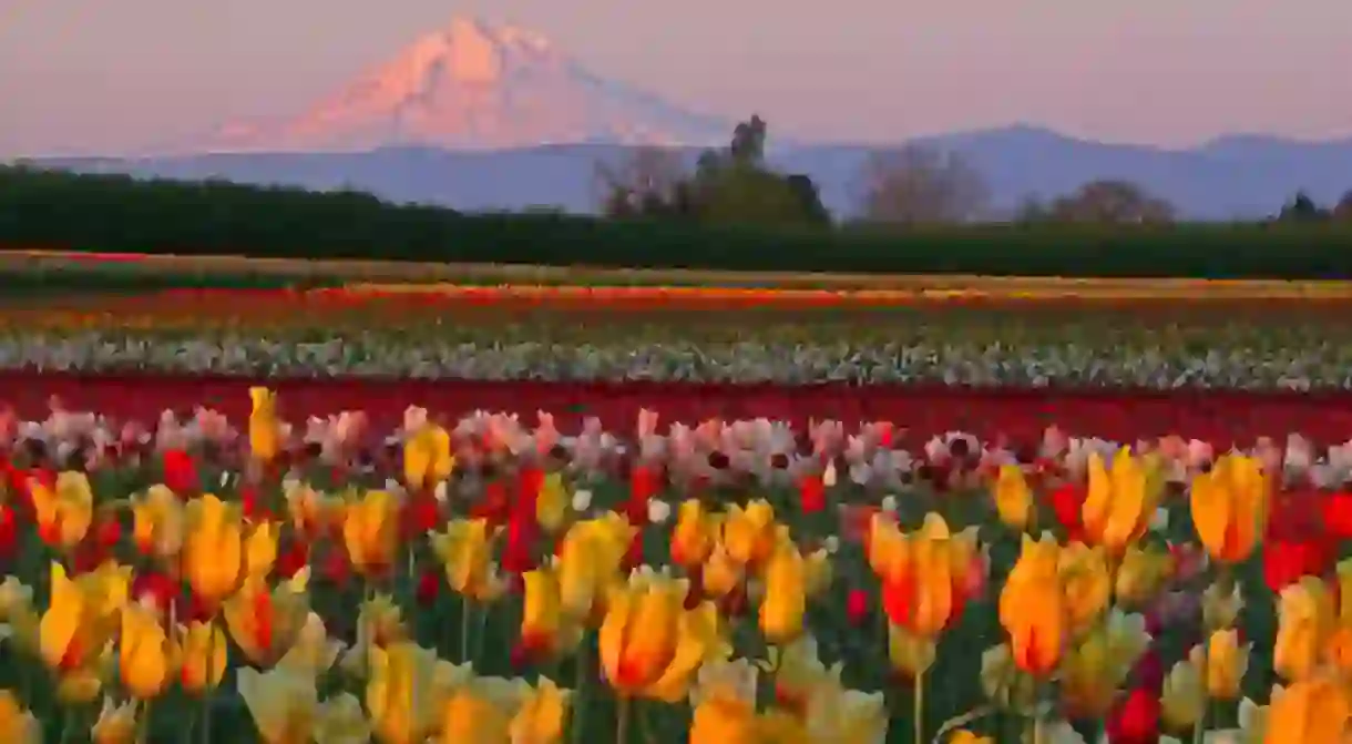 Wooden Shoe Tulip Festival