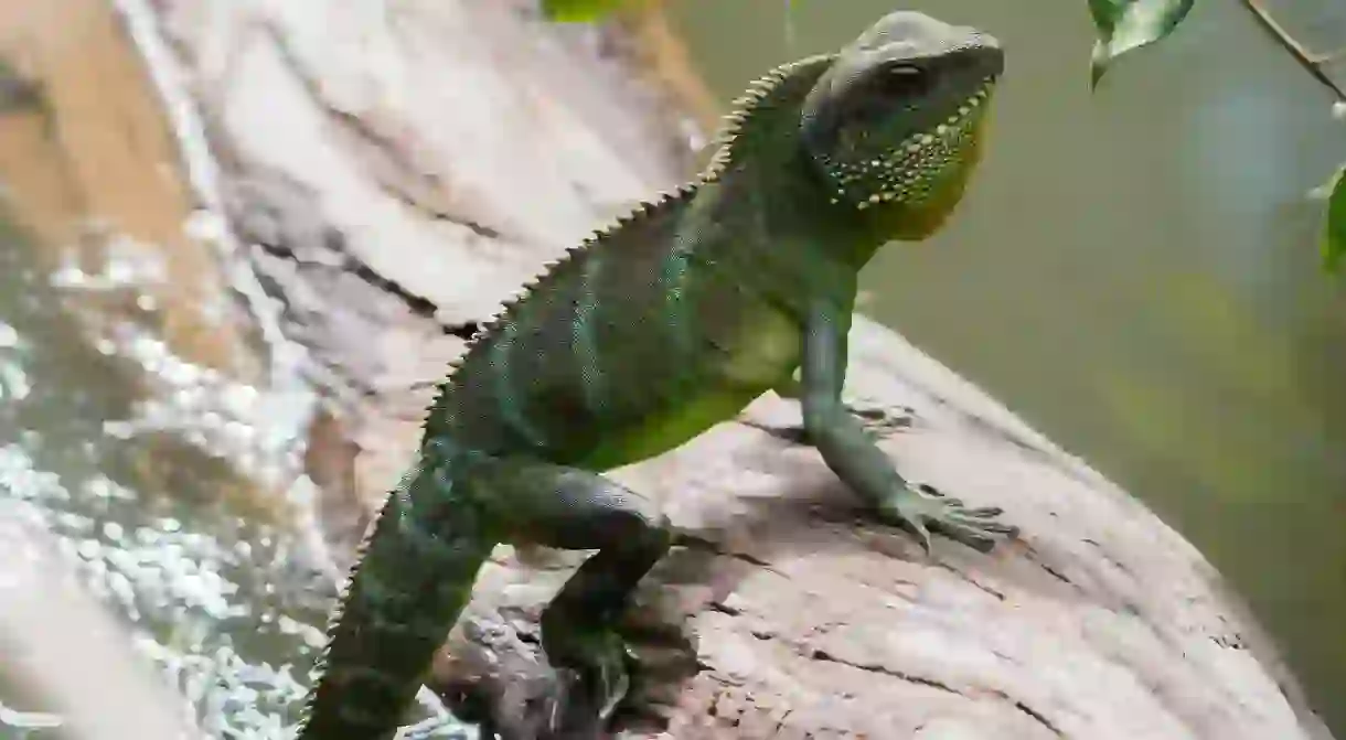 Lizard in Khao Yai National Park, Nakhon Ratchasima