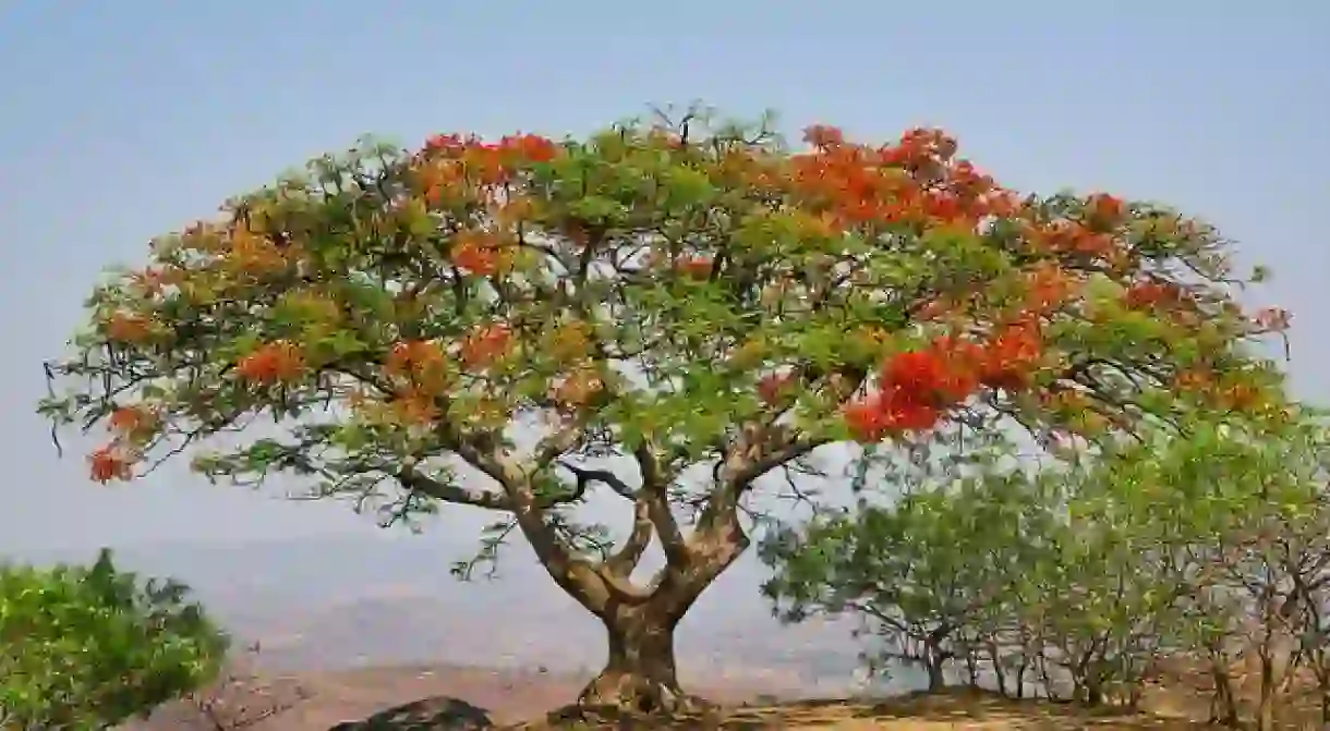 A Tree in Majete Wildlife Reserve, Blantyre