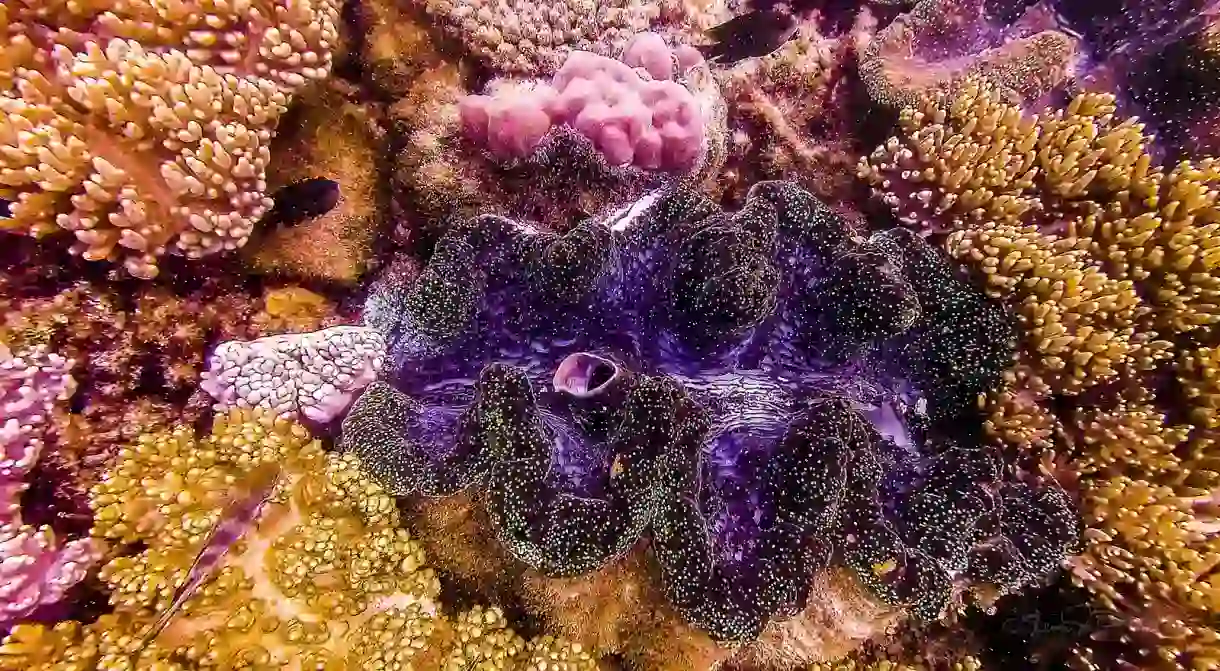 A colourful giant clam found on the Great Barrier Reef