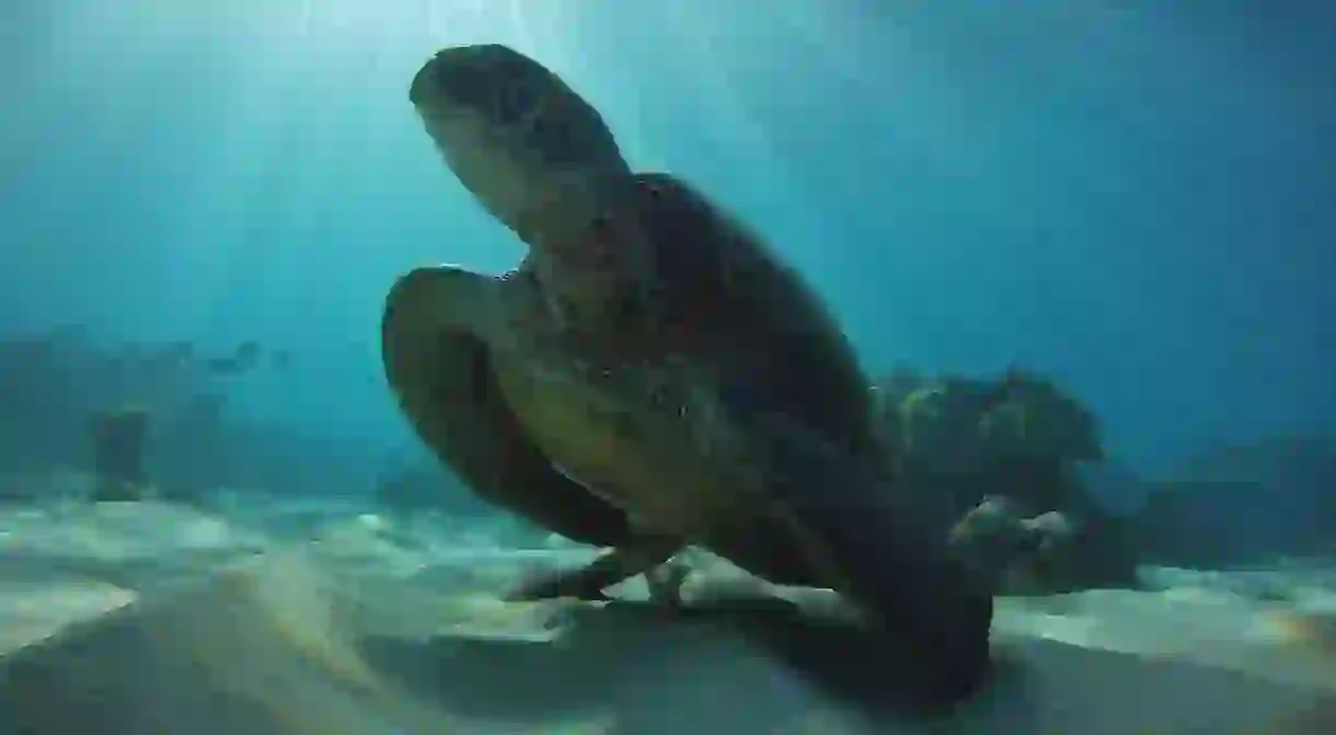 The green sea turtle can often be seen in the waters of the Hawaiian Islands