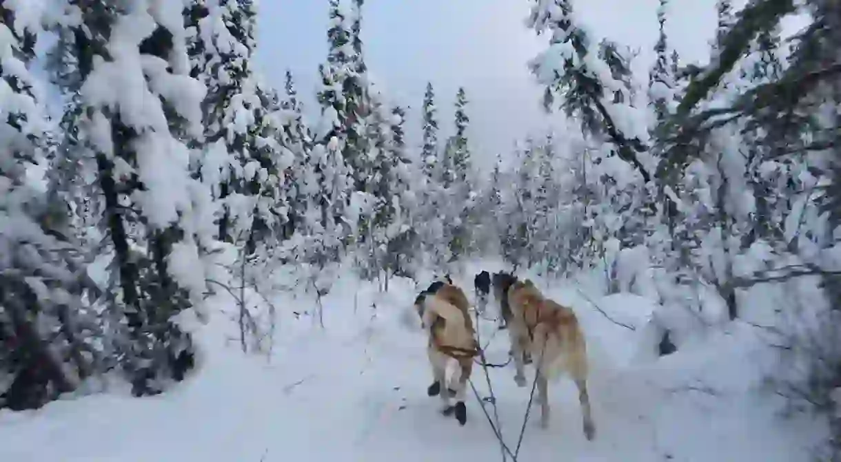 Dog sledding in Fairbanks, Alaska