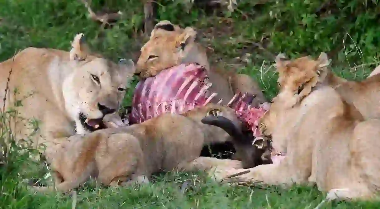 Lions eating prey