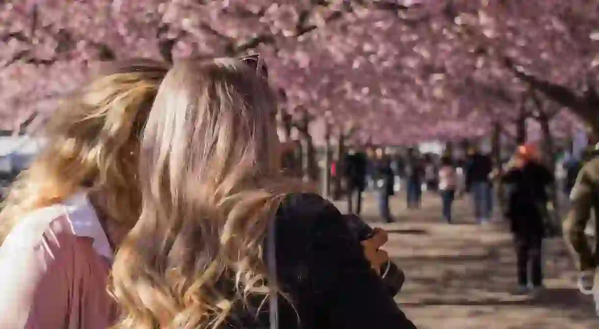 People standing under the cherry trees in Kungsträdgården in spring