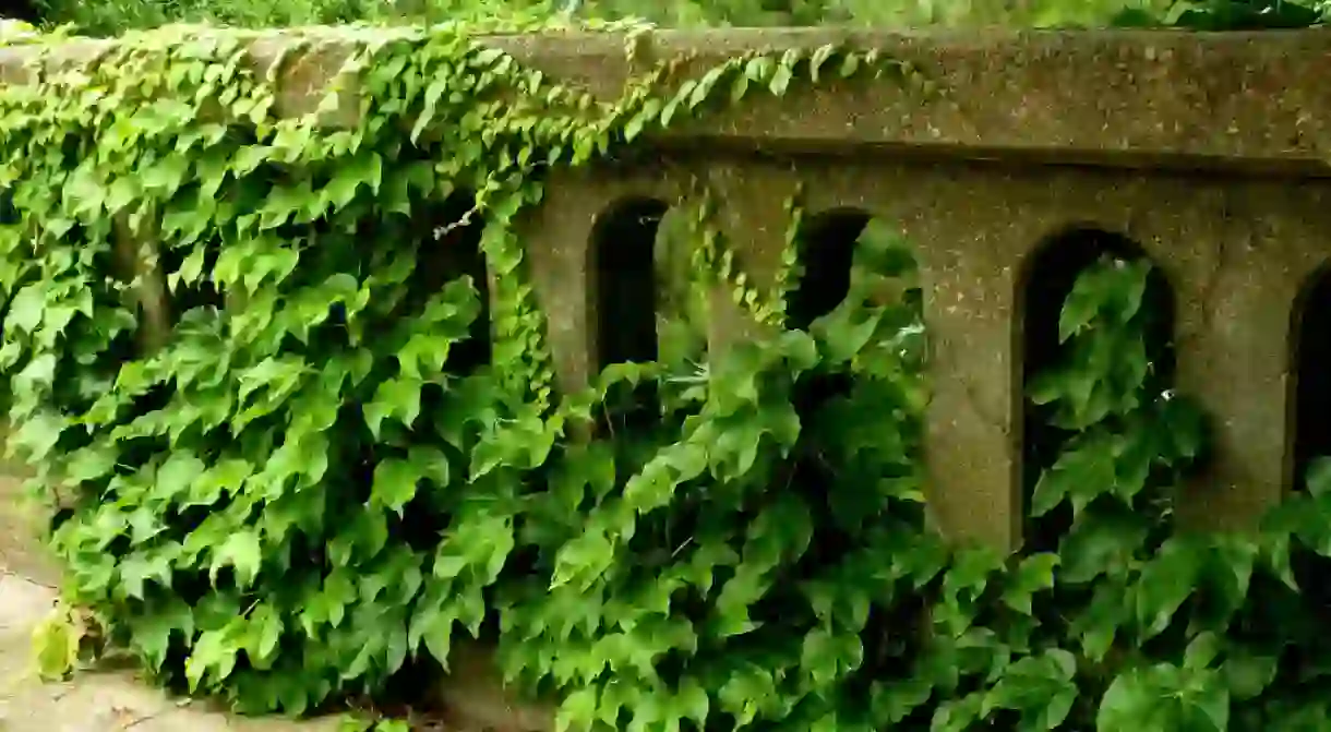 Kudzu on a Bridge