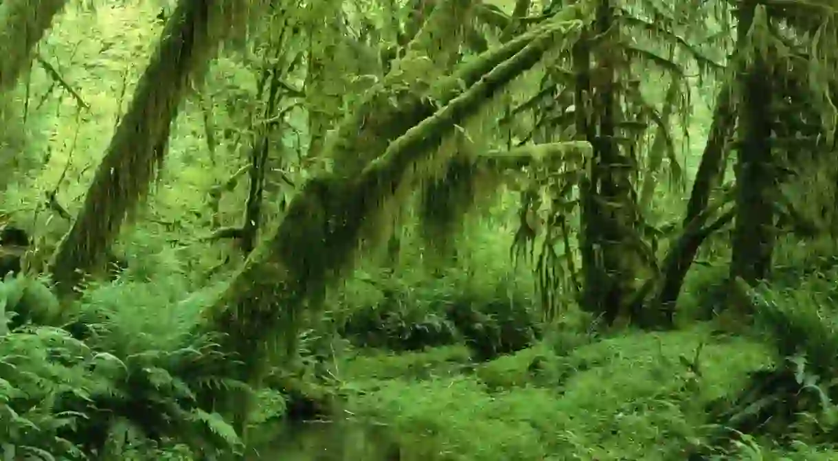 Hoh Rainforest