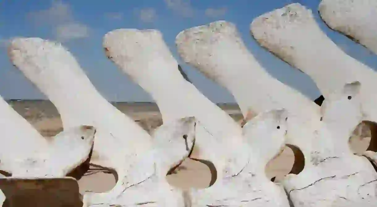 Bones outside the CEDO, Puerto Peñasco