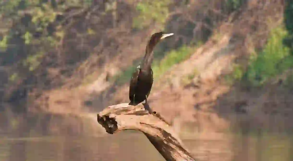 A bird sitting on a tree stump in the Bolivian Pampas