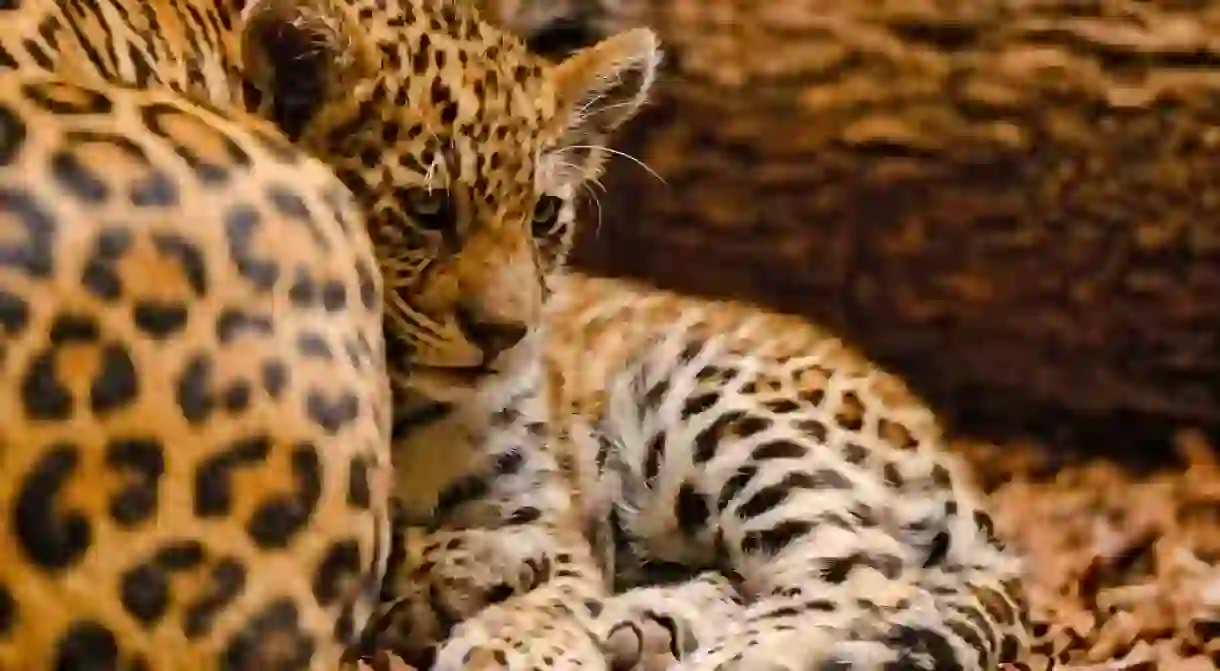 Baby and mother jaguar