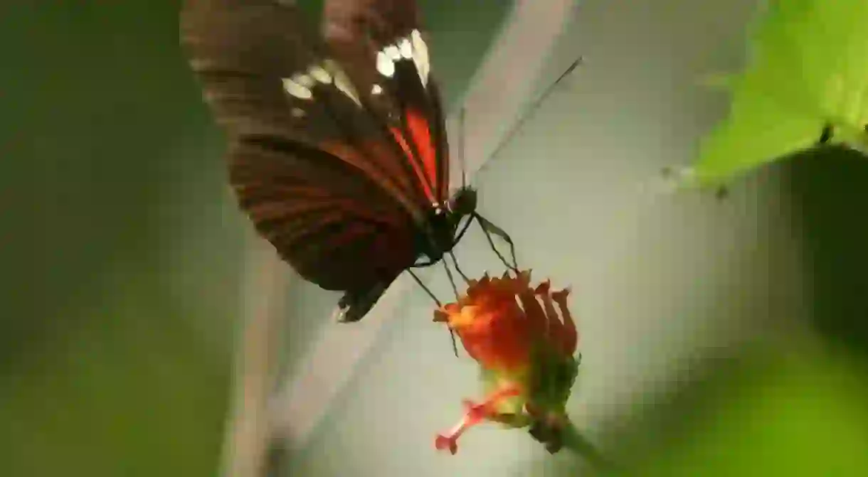 A butterfly seen at Parque Nacional Madidi