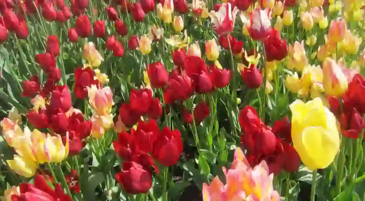 Some of the millions of Tulips in Holland